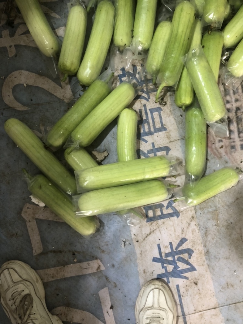 奶油丝瓜白玉丝瓜大量供应欢迎老板来采购