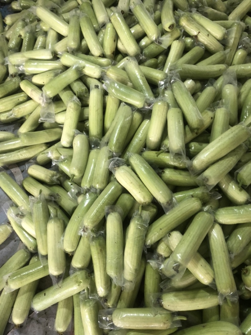 奶油丝瓜白玉丝瓜大量供应欢迎老板来采购