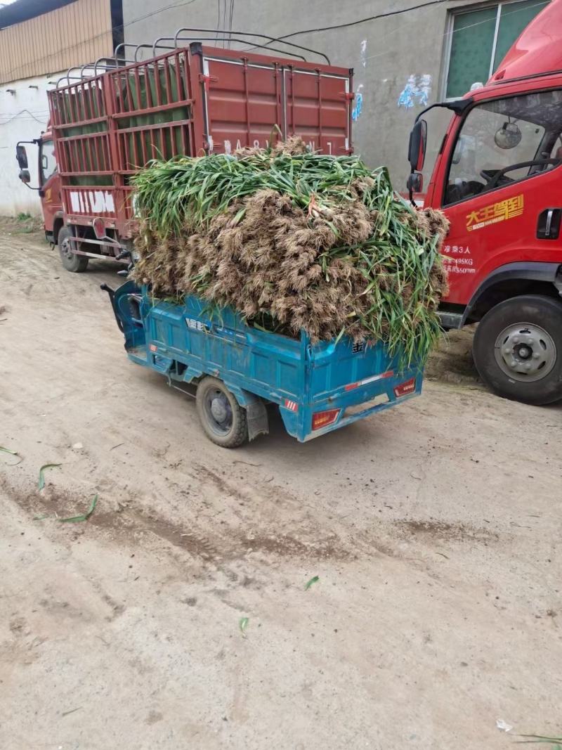 鲜蒜苗蒜把蒜大量上市基地直发欢迎老板联系洽谈合作