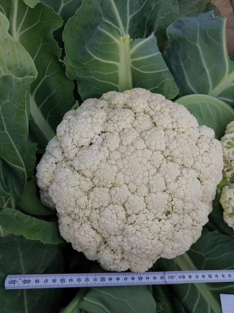 越冬松花100天花菜苗、耐寒青梗白面矮脚，技术指导种植。
