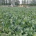 越冬松花100天花菜苗、耐寒青梗白面矮脚，技术指导种植。