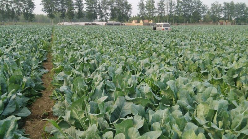 越冬松花100天花菜苗、耐寒青梗白面矮脚，技术指导种植。