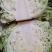甘蓝—卷心菜大量上市中