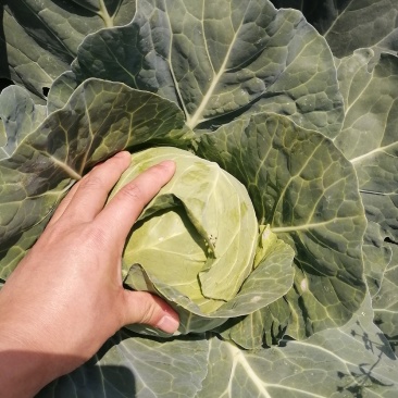 甘蓝—卷心菜大量上市中