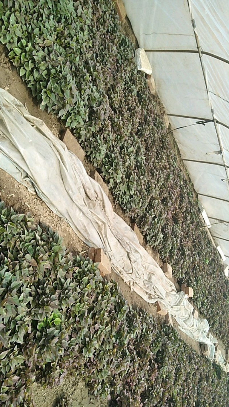 红薯苗辽宁北方鞍山海城育苗基地直销