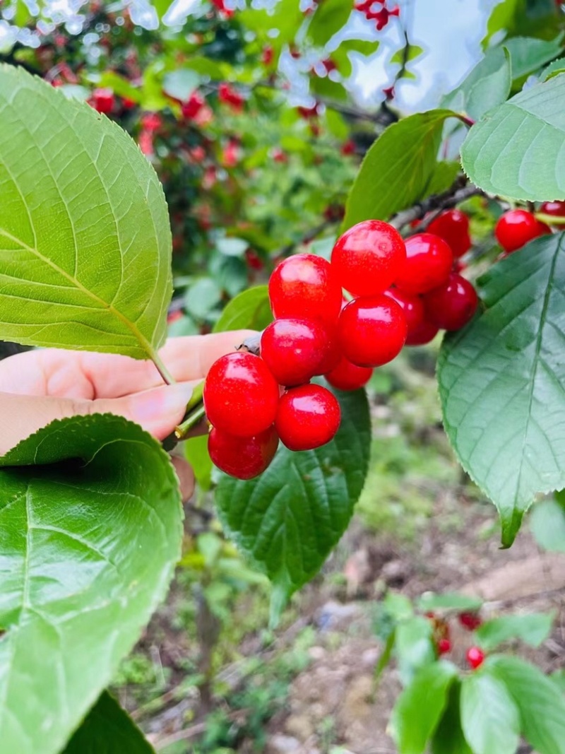 秦岭山脉之间的大樱桃🍒