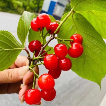 秦岭山脉之间的大樱桃🍒