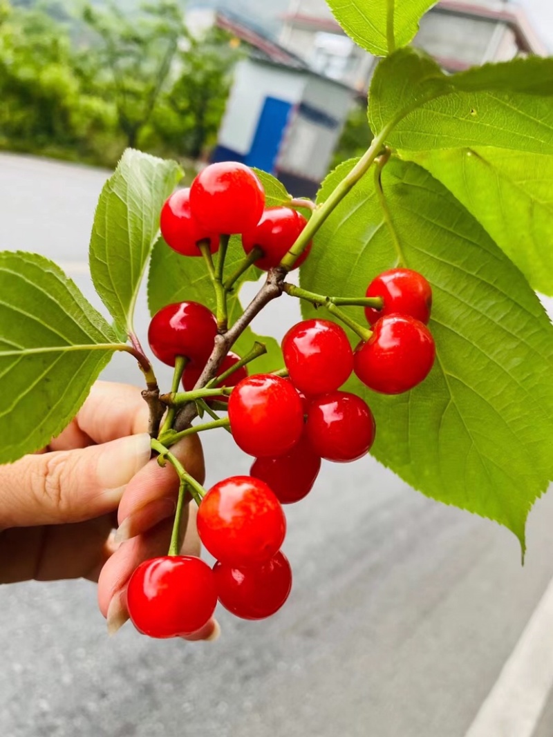 秦岭山脉之间的大樱桃🍒