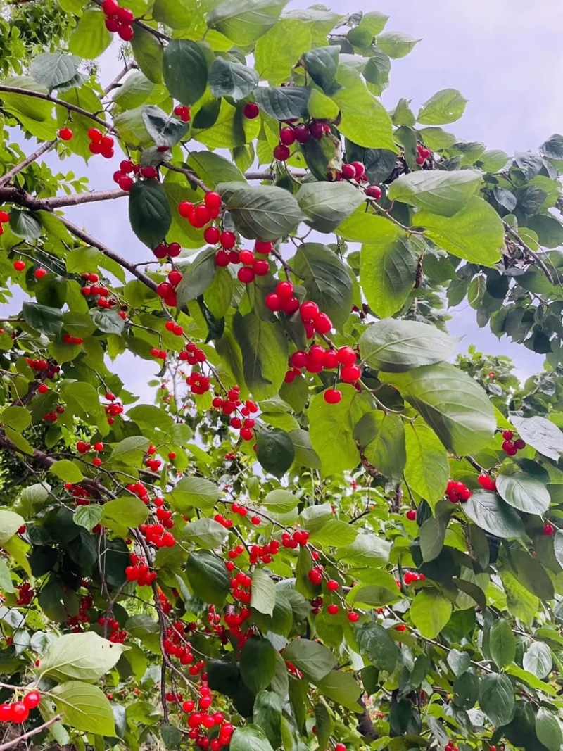 秦岭山脉之间的大樱桃🍒