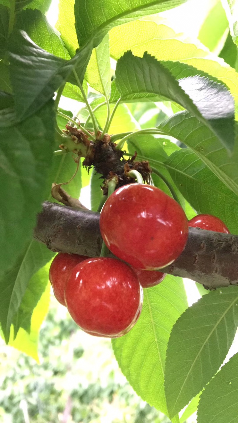 秦岭山脉之间的大樱桃🍒