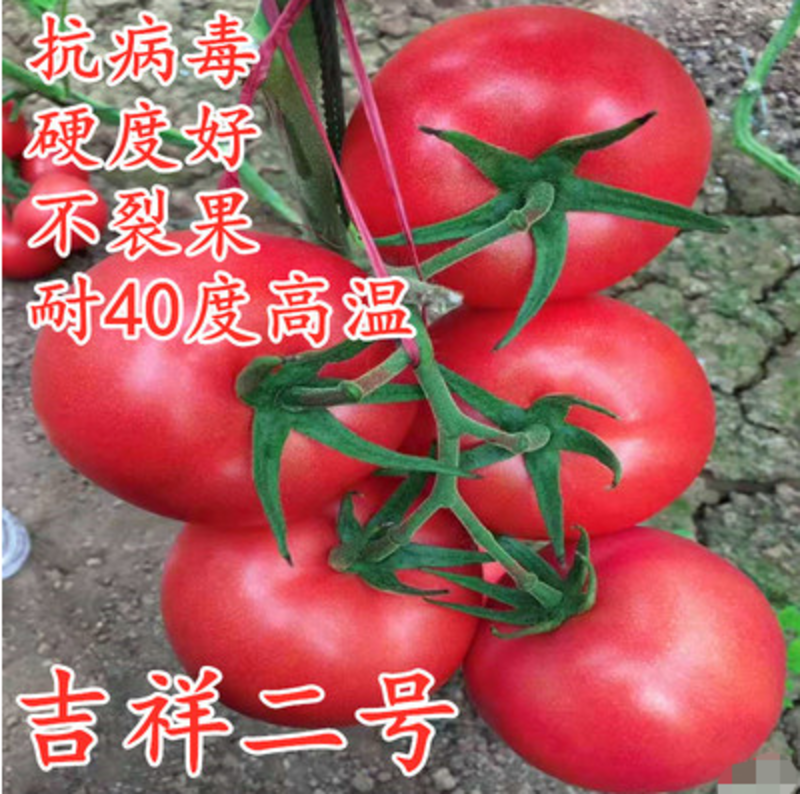 西红柿种子吉祥二号耐热番茄种籽硬度高不裂果大果抗病毒吉祥