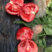 西红柿种子吉祥二号耐热番茄种籽硬度高不裂果大果抗病毒吉祥