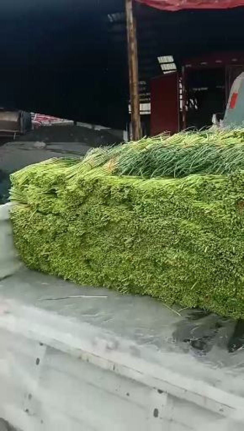 平邑杂交蒜苔大掉价，有存冷库的可以来了~现摘现发货全国