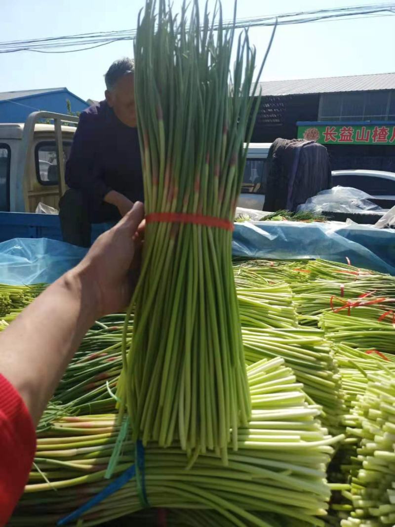 平邑杂交蒜苔大掉价，有存冷库的可以来了~现摘现发货全国