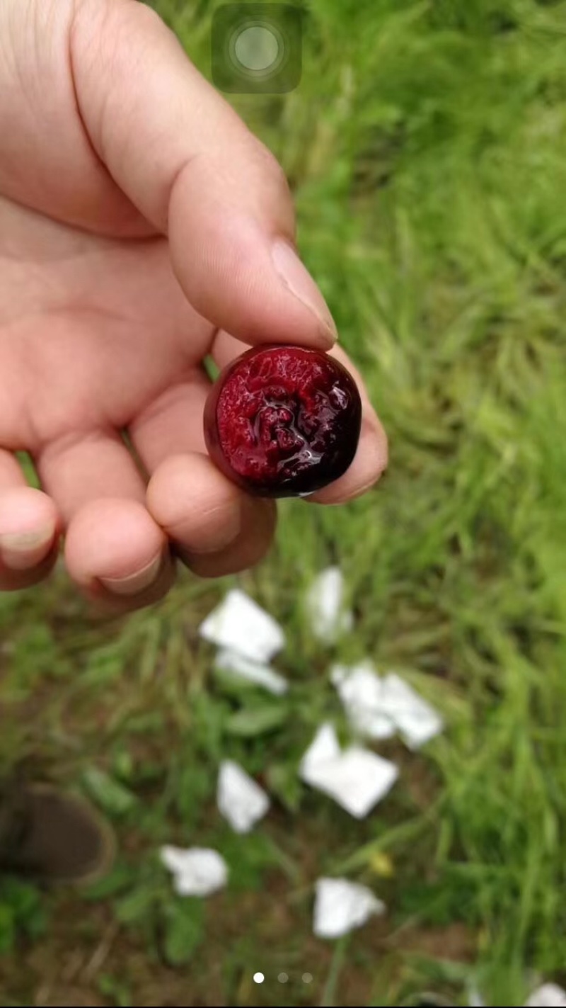 秦岭山脉之间的大樱桃🍒