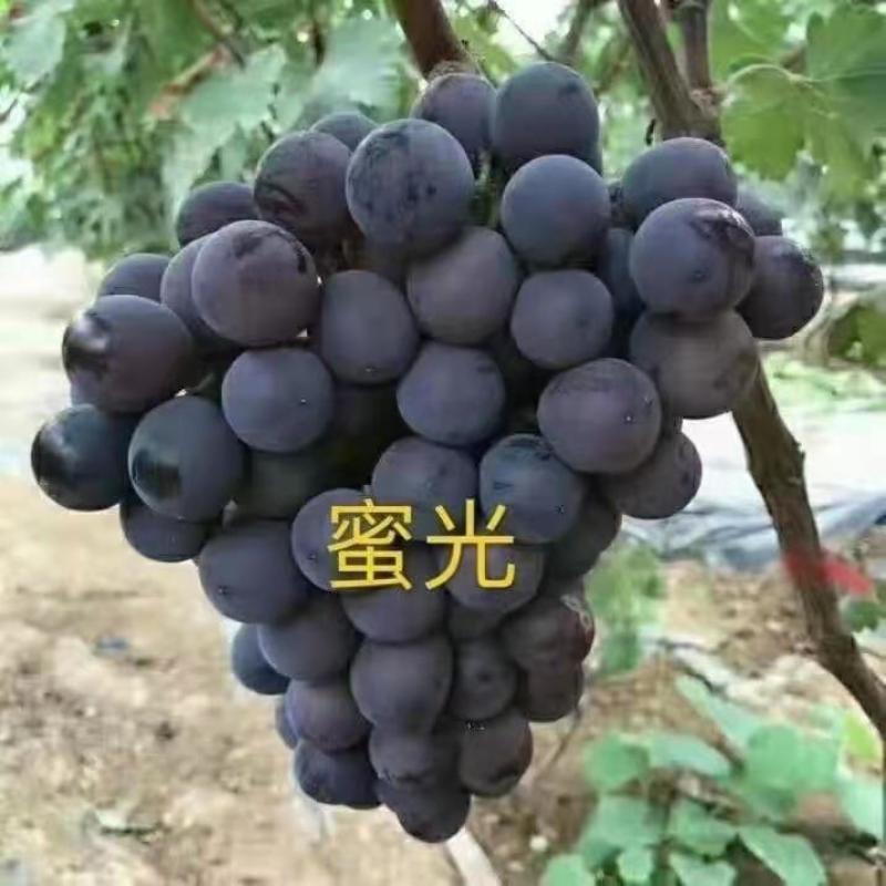 正综蜜光葡萄苗，早熟大粒脆甜玫瑰香味，保纯保活，基地直发