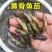 黄骨鱼苗又名黄辣丁鱼苗黄颡鱼苗专业养殖基地直供包技术指导