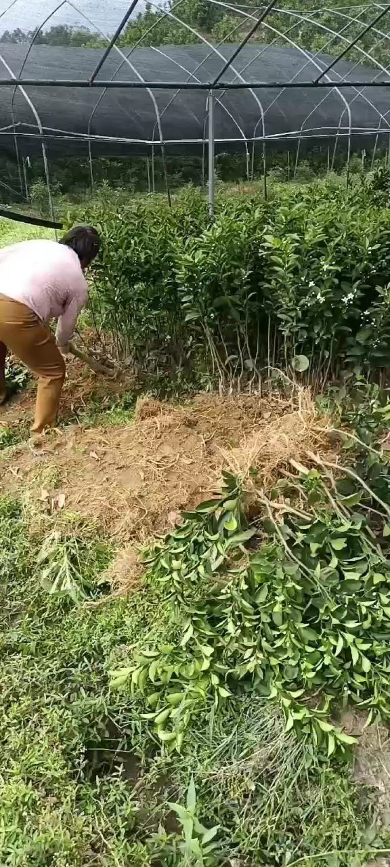 桔柚苗