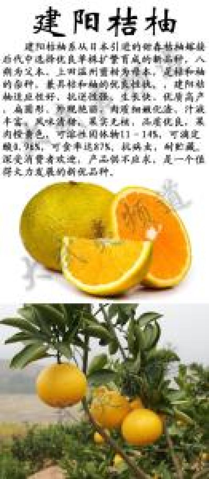 桔柚苗