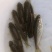 （军鱼苗）青竹鲩鱼苗黄娟鱼清波鱼基地直供支持各种运输