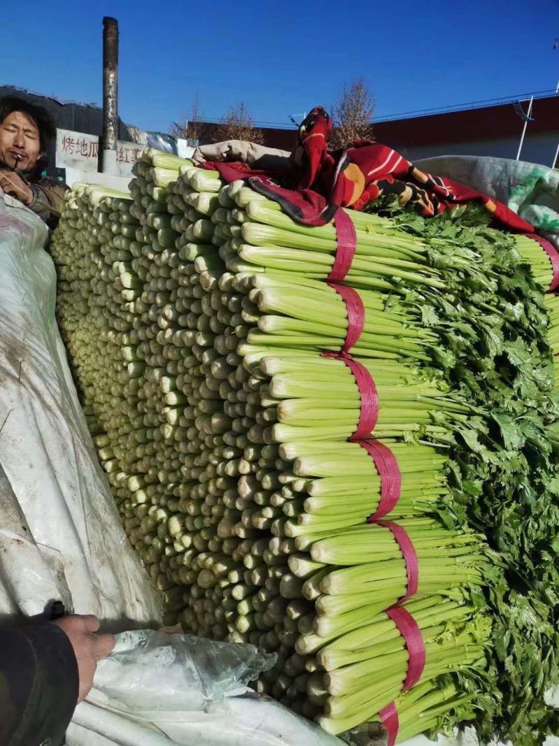 【优质】河北精品芹菜大量上市！粗细均有不空杆颜色绿！