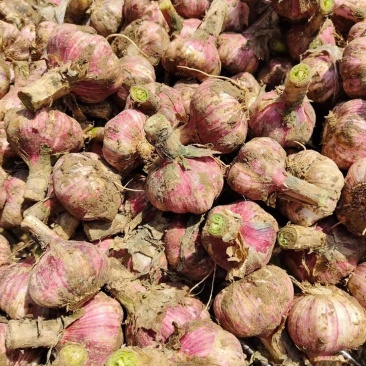 🔥精品大蒜新鲜上市产地直发量大从优