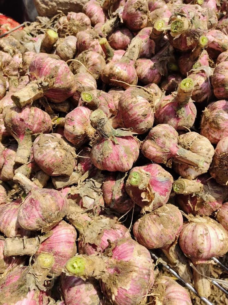 🔥精品大蒜新鲜上市产地直发量大从优