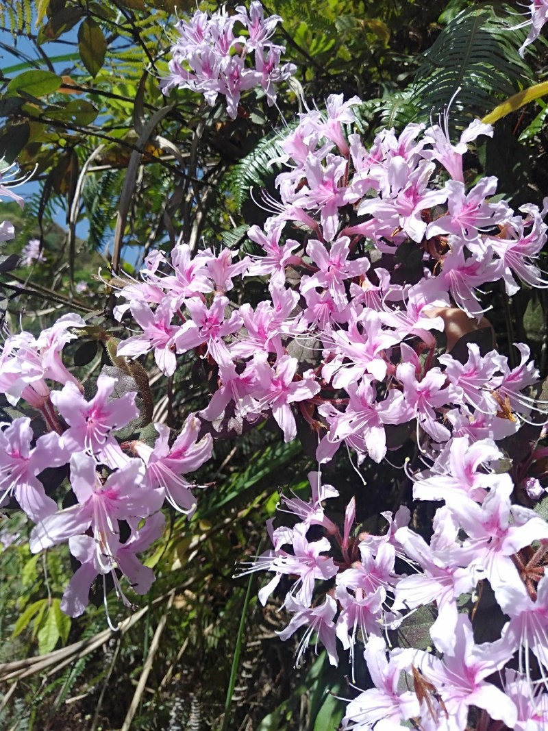 花卉盆景，鹿角杜鹃，溪畔杜鹃，刺毛杜鹃，长蕊杜鹃，国旗红