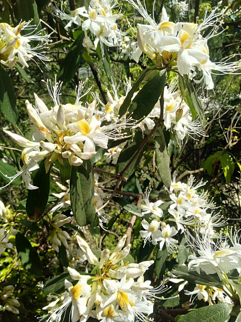 花卉盆景，鹿角杜鹃，溪畔杜鹃，刺毛杜鹃，长蕊杜鹃，国旗红