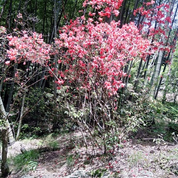 花卉盆景，鹿角杜鹃，溪畔杜鹃，刺毛杜鹃，长蕊杜鹃，国旗红