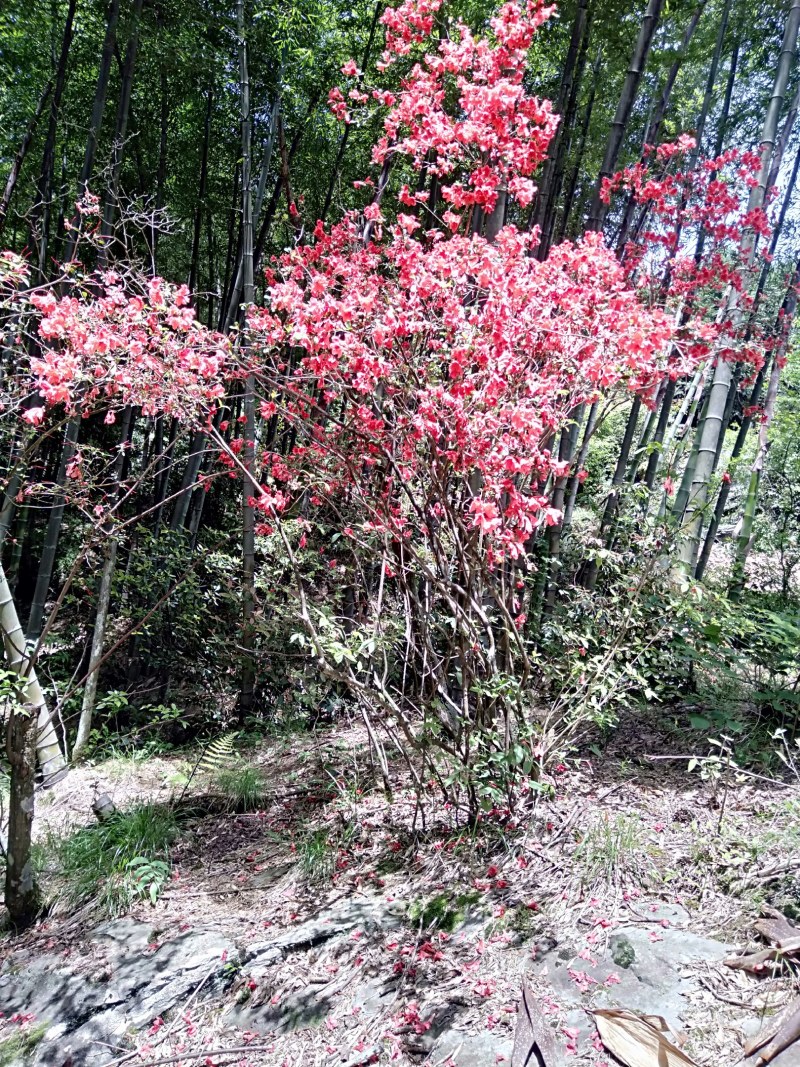 花卉盆景，鹿角杜鹃，溪畔杜鹃，刺毛杜鹃，长蕊杜鹃，国旗红