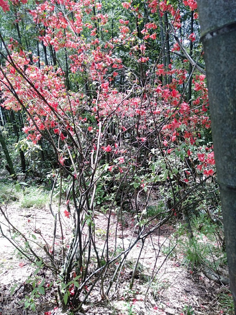 花卉盆景，鹿角杜鹃，溪畔杜鹃，刺毛杜鹃，长蕊杜鹃，国旗红