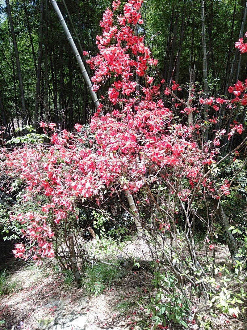 花卉盆景，鹿角杜鹃，溪畔杜鹃，刺毛杜鹃，长蕊杜鹃，国旗红