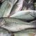 优质淡水加洲鲈鱼苗大口黑鲈鱼苗渔场直发可全国接单包技术指