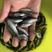 优质淡水加洲鲈鱼苗大口黑鲈鱼苗渔场直发可全国接单包技术指