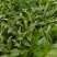 大叶油草大叶油草（拉丁名：Axonopuscompre