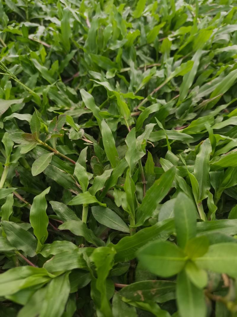 大叶油草大叶油草（拉丁名：Axonopuscompre