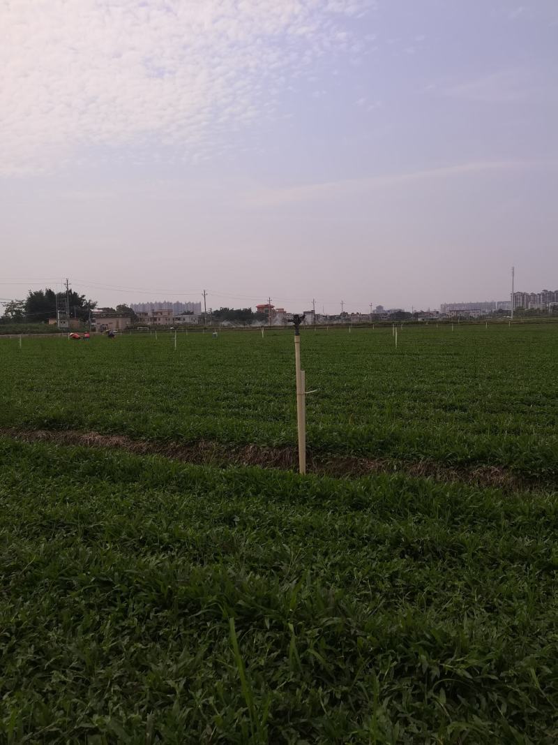 大叶油草大叶油草（拉丁名：Axonopuscompre