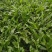 大叶油草大叶油草（拉丁名：Axonopuscompre