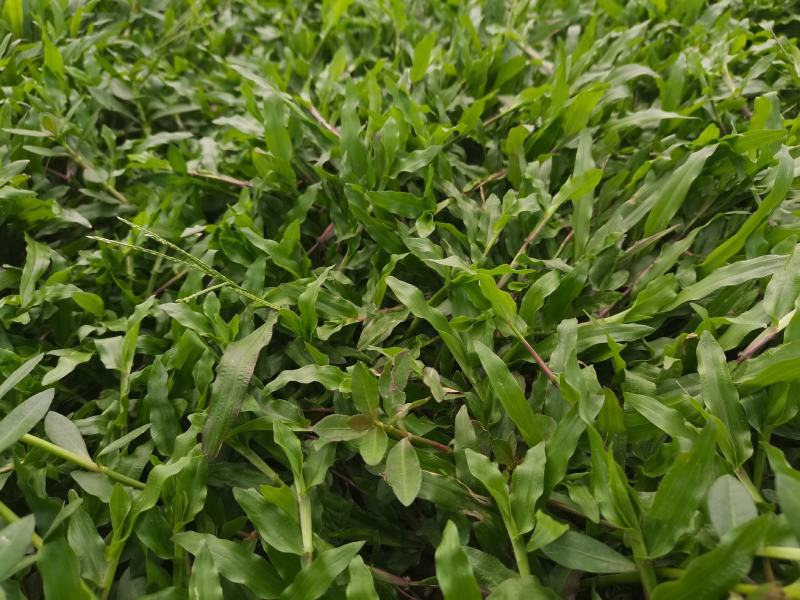 大叶油草大叶油草（拉丁名：Axonopuscompre