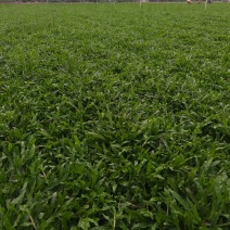 大叶油草大叶油草（拉丁名：Axonopuscompre