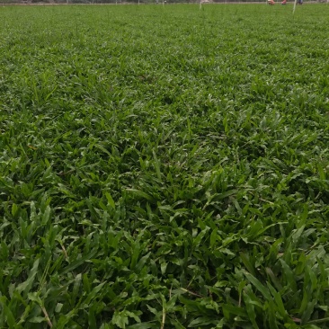大叶油草大叶油草（拉丁名：Axonopuscompre
