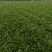 大叶油草大叶油草（拉丁名：Axonopuscompre