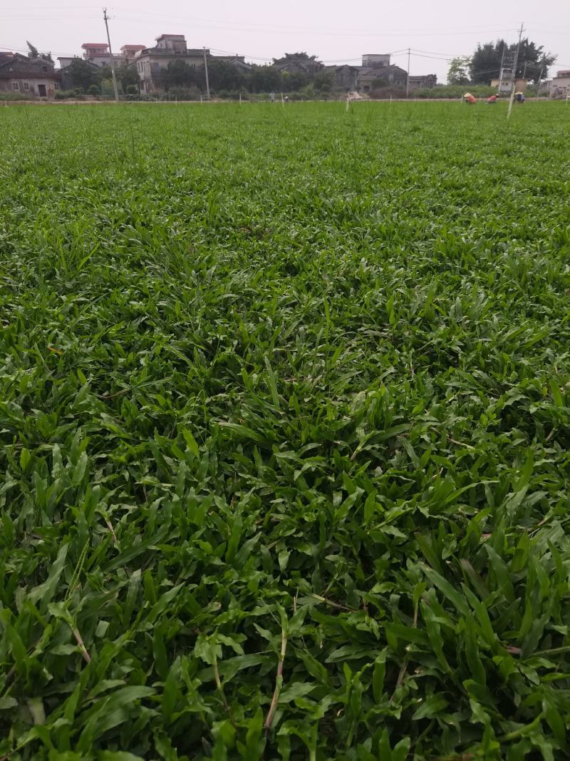 大叶油草大叶油草（拉丁名：Axonopuscompre