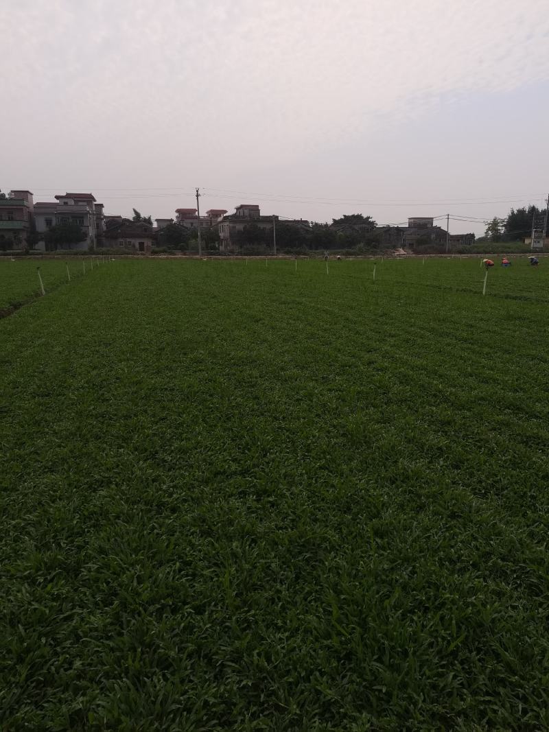 大叶油草大叶油草（拉丁名：Axonopuscompre