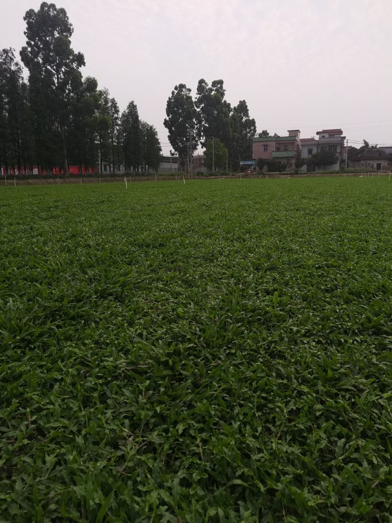 大叶油草大叶油草（拉丁名：Axonopuscompre
