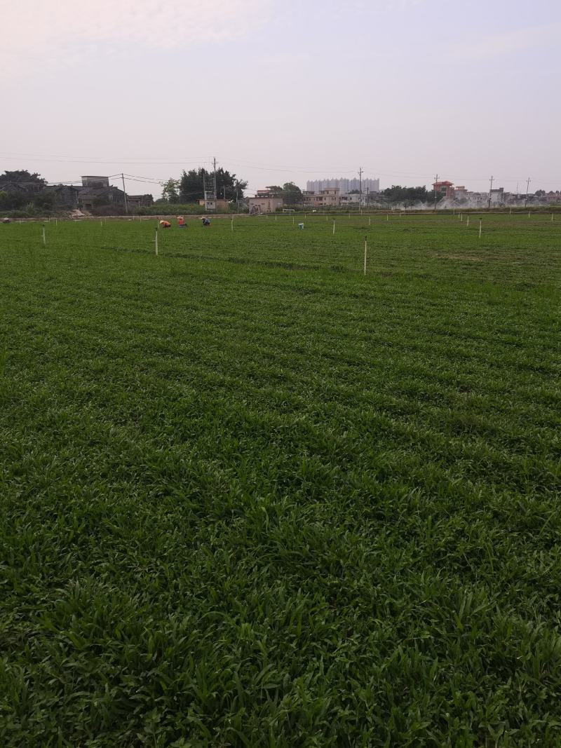 大叶油草大叶油草（拉丁名：Axonopuscompre