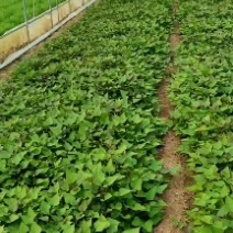 河北石家庄藁城红薯苗龙属九西瓜红商薯19品种齐全量大从优