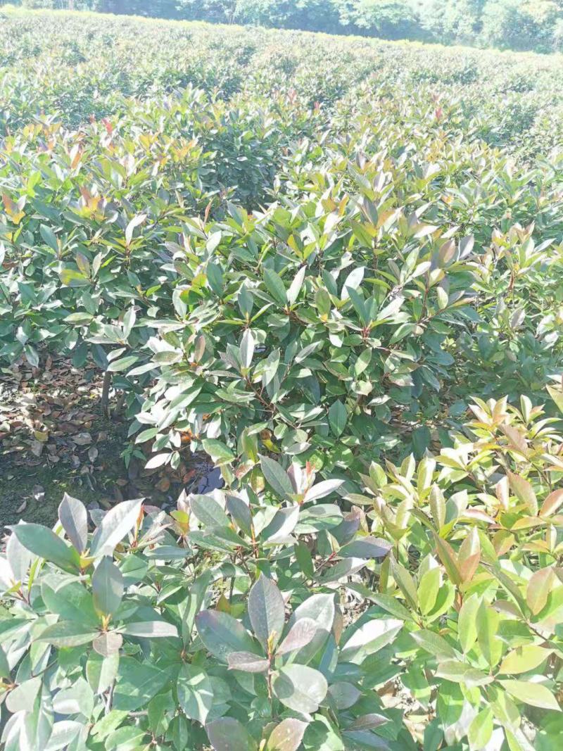 【红叶石楠球】浙江萧山绿化苗基地货源/规格多样/量大从优