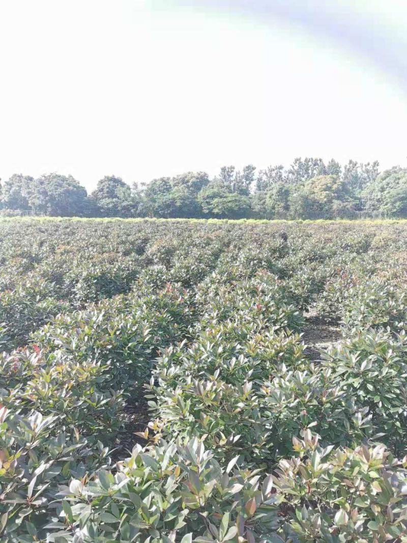 【红叶石楠球】浙江萧山绿化苗基地货源/规格多样/量大从优